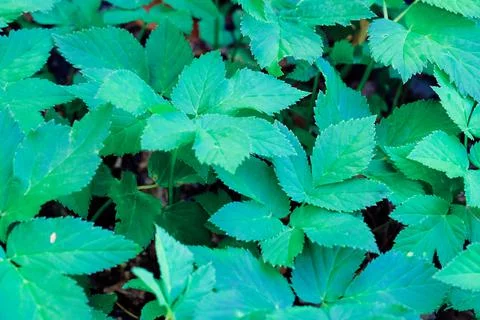 Green blooming leaves pattern, bloom herb in the garden outdoors Stock Photos