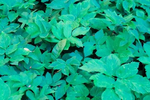 Green blooming leaves pattern, bloom herb in the garden outdoors 写真素材