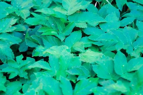 Green blooming leaves pattern, bloom herb in the garden outdoors Photos