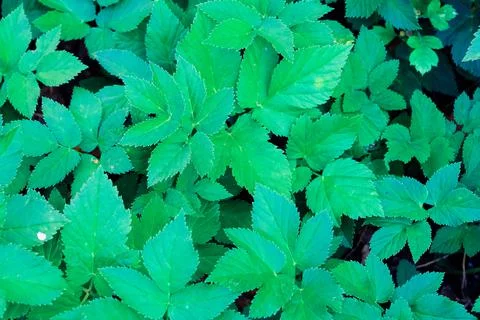 Green blooming leaves pattern, bloom herb in the garden outdoors Stock Photos