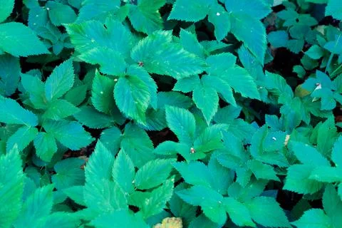 Green blooming leaves pattern, bloom herb in the garden outdoors 库存照片
