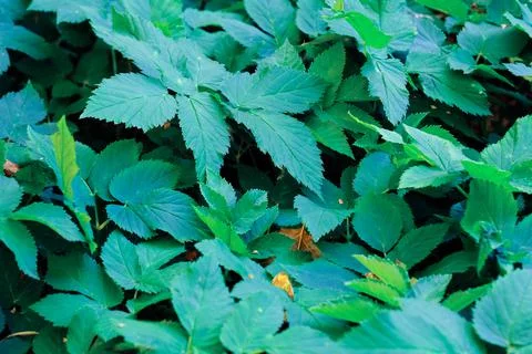 Green blooming leaves pattern, bloom herb in the garden outdoors Photos