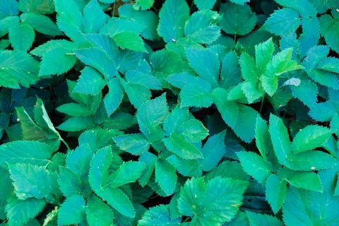 Green blooming leaves pattern, bloom herb in the garden outdoors Photos