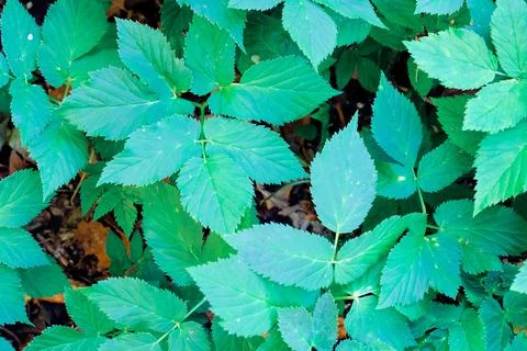 Green blooming leaves pattern, bloom herb in the garden outdoors Stock Photos