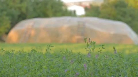 Green blooming plants Medicágo with haystack in the background Stock-Footage 8366435