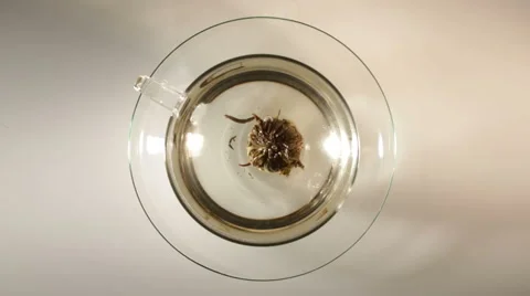 Green Blooming tea in the tea cup Stock Footage 57724115