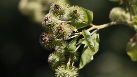 Green blooming thistle from the front. Stock Footage 93929625