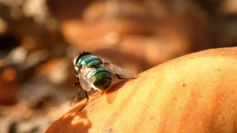Green blowfly on decaying fruit as metaphor for decay Stock Footage 335958480