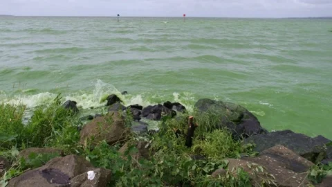 Green Blue Algae Blooms carpet Lough Neagh Vídeos de archivo 280874553