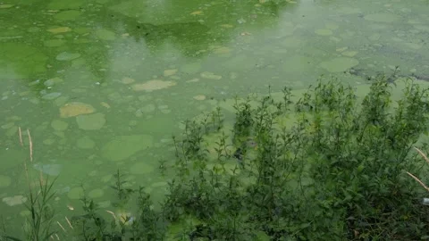 Green Blue Algae Blooms carpet waterway at Lough Neagh Vídeos de archivo 280927320
