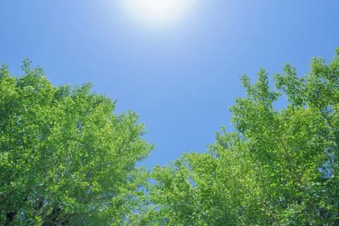 Green Blue Sky with sun shine Stock Photos