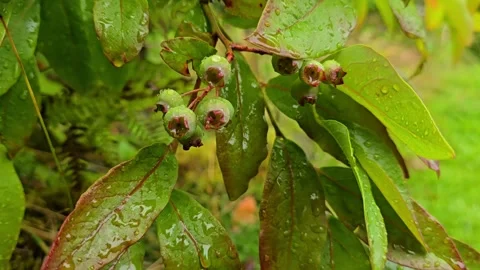 Green blueberries moving gently in the wind Stock Footage 340583109