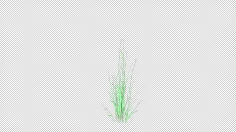 Green Bluestem growing Stock Footage 321231955