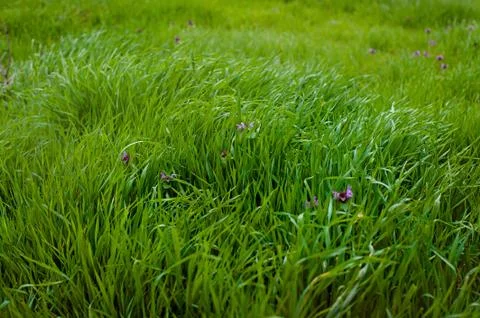 Green blur background with grass foreground Stock Photos