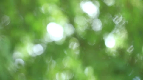 Green blur, bokeh or defocus background, 4K 4096x2304 clip. Stock Footage 42871750