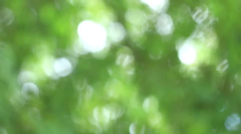 Green blur, bokeh or defocus background,Time lapse shoot move shoot. Stock Footage 45456796