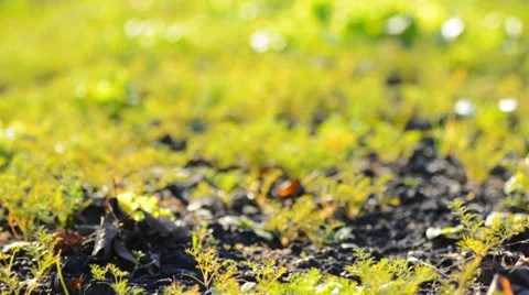 Green Blured Grass With Focus Motion Stock Footage 33403718