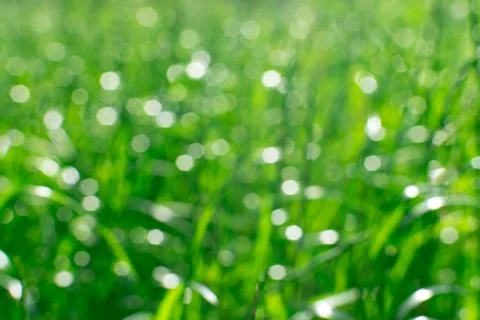Green blurred background, bokeh effect. The basis for the postcard. Stock Photos