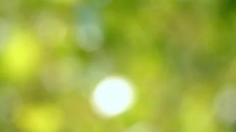 Green Blurred Background Stock Footage 77851642