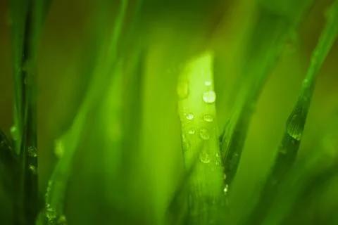 Green blurred background grass leaf with water drops. Water droplets on leave Stock Photos