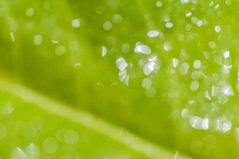 Green blurred background Stock Photos