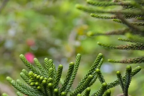 Green blurred background Stock Photos