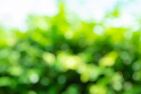 Green blurred background Stock Photos