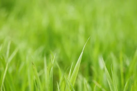 Green blurred background Stock Photos