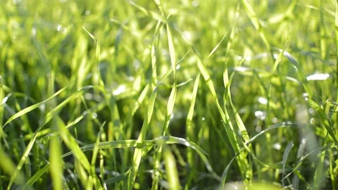 Green blurred grass background. summer day meadow. Video stock 218604971