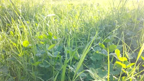 Green blurred grass swing at wind in a natural green blur background. Stock-Footage 220424132