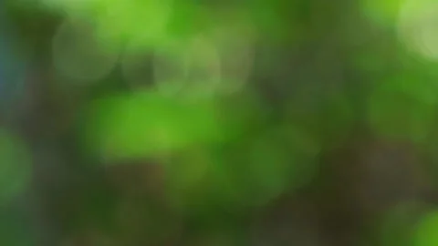 Green blurred light nature background, Green bokeh defocus summer or autumn Stock Footage 265137141