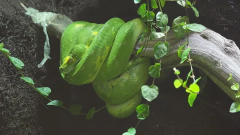 Green boa snake staying still on a tree branch Stock Footage 255356339