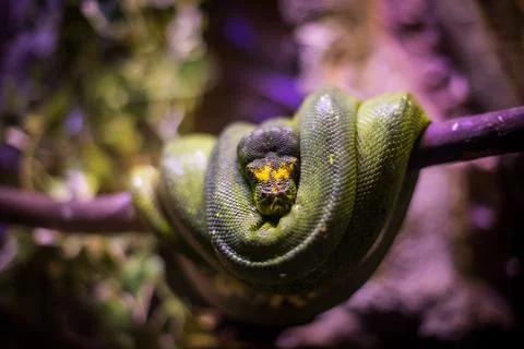 Green Boa snake in a tree Stock Photos