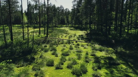 Green Bog And a Forest Stock-Footage 240622496
