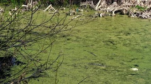 Green Bog with Ooze Stock Footage 76149929