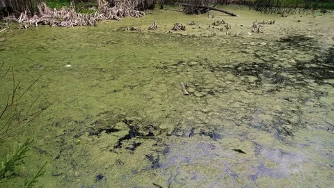 Green Bog with Ooze in Forest Stock Footage 76148860