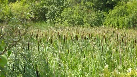 Green Bog in Summer Stock Footage 102520522