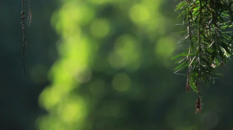 Green Bokeh 1 Video stock 35819386
