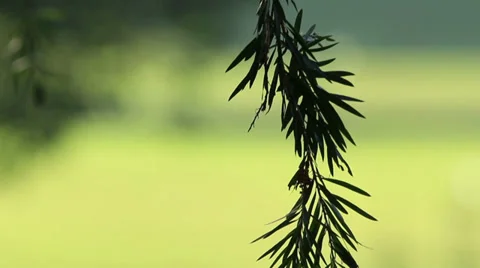 Green Bokeh 2 Stock Footage 35819433