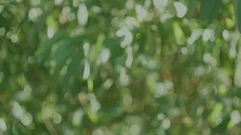 Green bokeh (3) Stock Footage 118405757