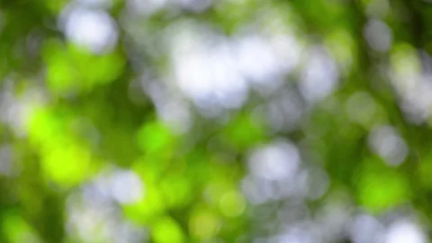 Green bokeh abstract background from nature Stock Footage 282578668