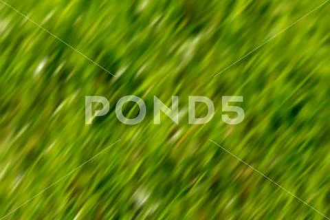 Green bokeh abstract background out of focus from nature grass Stock Photos