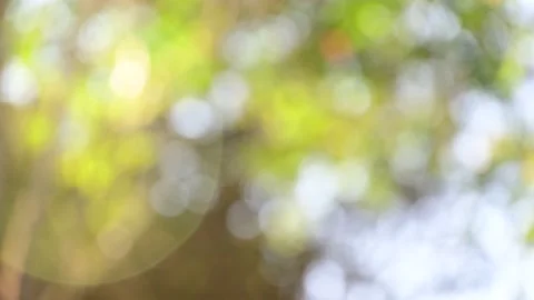 Green bokeh abstract background with sun light for nature color for backdrop Stock Footage 166450670