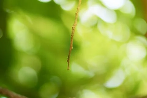 Green bokeh abstract light background Stock Photos