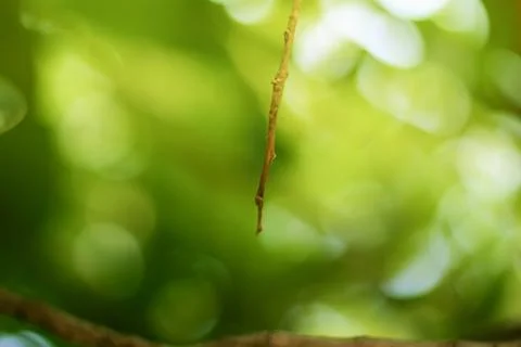 Green bokeh abstract light background Stock Photos