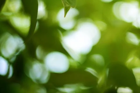 Green bokeh abstract light background Stock Photos