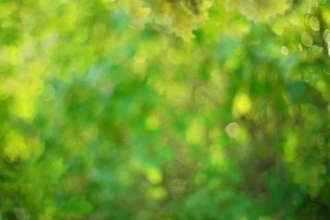 Green bokeh backgorund Stock Photos