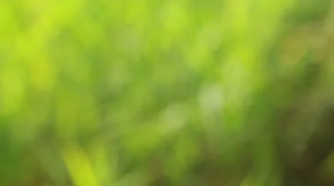 Green Bokeh Background Stock-Footage 39960120