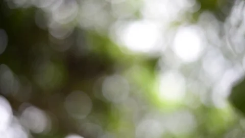 Green bokeh background Stock Footage 77595984