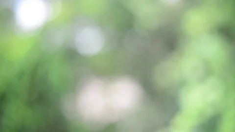 Green bokeh background Stock Footage 77596259